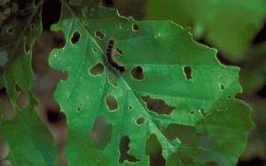 одна гусеница непарного шелкопряда поедает до 30 кг листвы фото