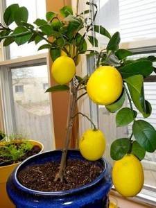 Дженоа лимон фото