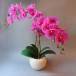 Орхидеи: изысканные и пленительные цветы в доме