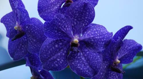 Каттер орхидея ванда
