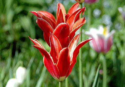 Лилиецветный сорт тюльпана Алладин