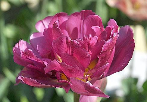 Махровый ранний тюльпан сорта Кэнди Клаус