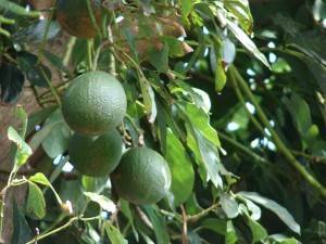 Зеленые плоды авокадо