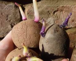 Картофель: метод посадки клубнями