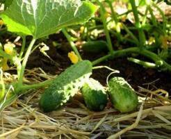 Как получить хороший урожай огурцов в открытом грунте
