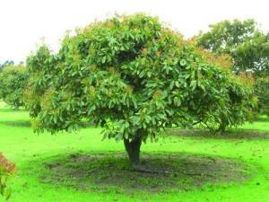 дерево авокадо в естественных условиях