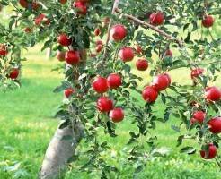 Как подготовить яблони к зиме