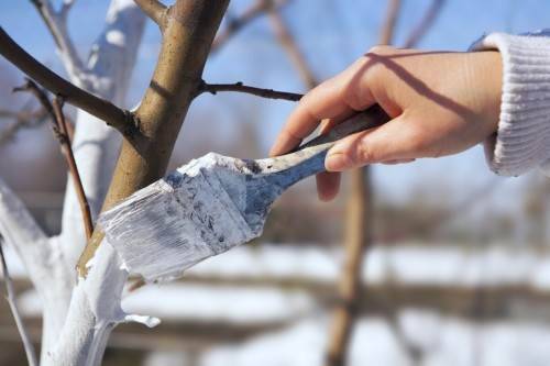 Защита дерева от льда зимой
