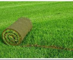 Как посадить газонную траву?