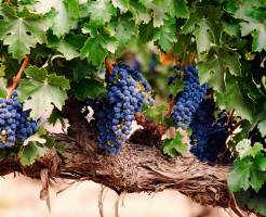 Как бороться с болезнями винограда