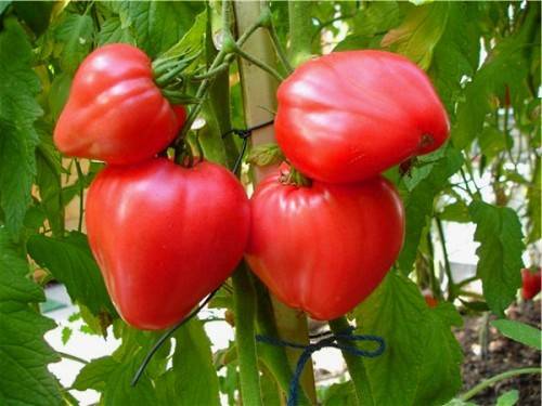 sort-tomatov