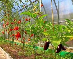 Как выращивать овощи в теплице