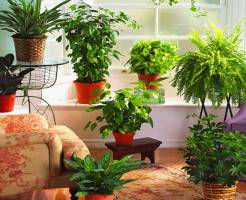Какие комнатные растения полезны для дома