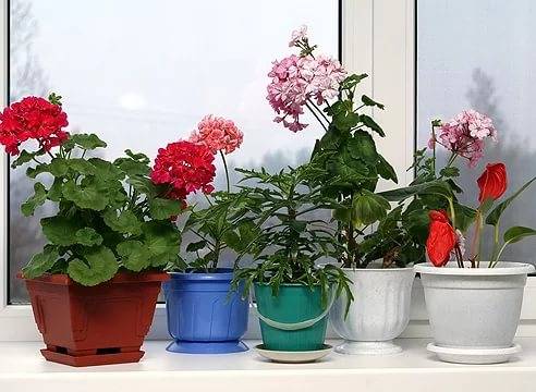 растения для дома