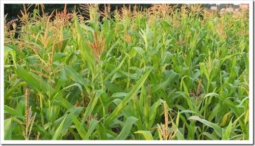 Рекомендации, которые касаются выращивания кукурузы в открытом грунте