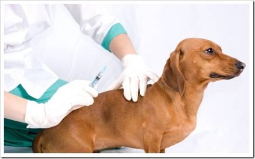 Вакцина для собак "Биокан"