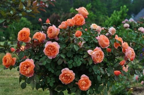 Как посадить розы Остина  