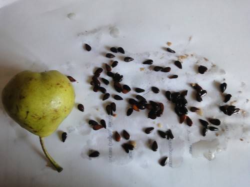 Как вырастить грушу из семечки 