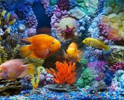 Какие бывают аквариумные рыбы