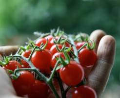 Как вырастить помидоры Черри в теплице