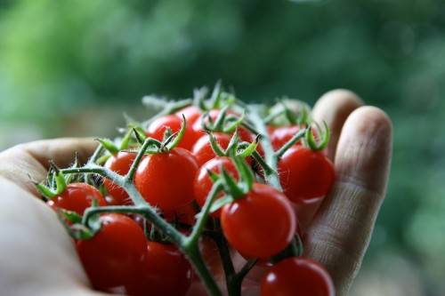 Как вырастить помидоры Черри в теплице 