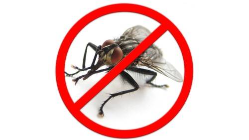Как избавиться от мух в доме  