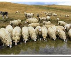 Выращивание овец, как бизнес