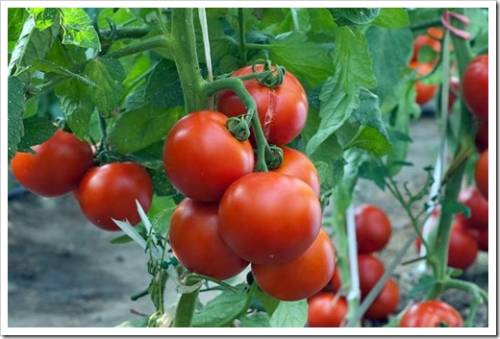 Секреты по выращиванию томатов