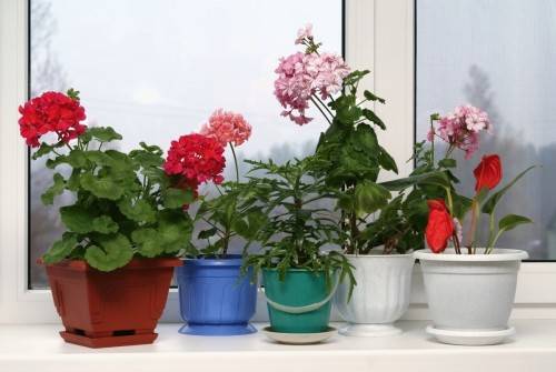 Какие комнатные растения полезно держать дома 