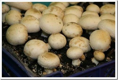 Предпосылки для богатого грибного урожая 