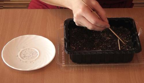Как сажать петунию семенами 