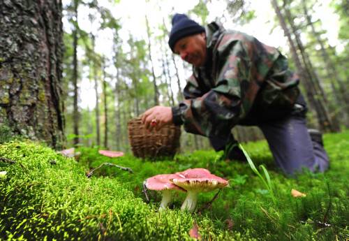 Какие грибы собирают в лесу 