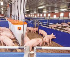 Виды систем содержания и разведения свиней