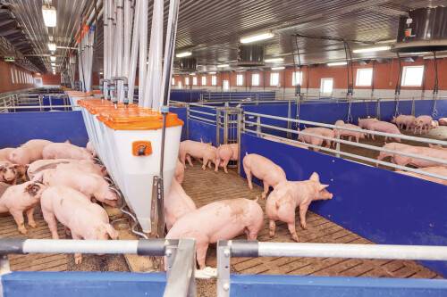 Виды систем содержания и разведения свиней 
