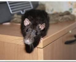 Как уничтожить крыс в частном доме