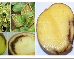 Виды болезни картофеля