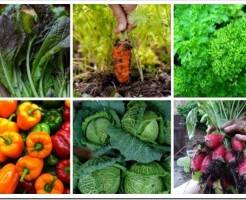 Какие овощи можно посадить на даче