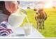 Полезно ли коровье молоко для детей и какая есть опасность
