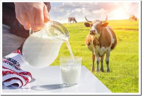 Полезно ли коровье молоко для детей