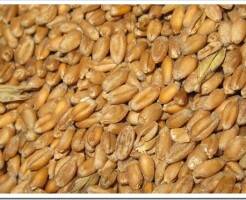 Различия пшеницы твердых и мягких сортов