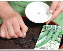 Как правильно сажать семена огурцов на рассаду