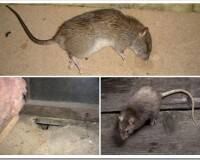 Как избавиться от грызунов в частном доме