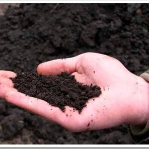 Торф и торфосмеси для растений - для чего нужен и как использовать