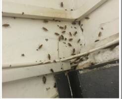 Как навсегда избавиться от тараканов в квартире?