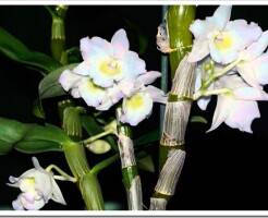 Как ухаживать за орхидеей дендробиум в домашних условиях