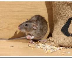 Как избавиться от крыс в частном доме
