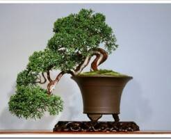 Что такое мини-деревья бонсай и как их выращивать в домашних условиях