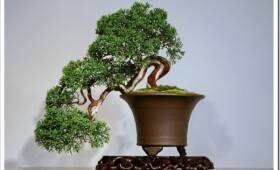 Что такое мини-деревья бонсай и как их выращивать в домашних условиях