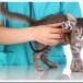 Как часто водить кошку к ветеринару и что он проверяет?