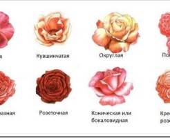 Какие сорта роз существуют